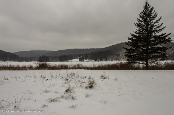 Red House Lake in Allegany State Park