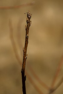 branch with buds