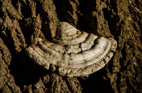 fungus on a tree