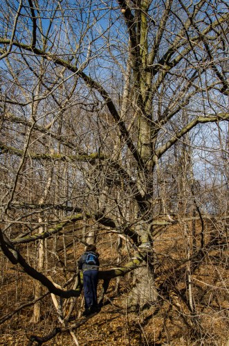 climbing a tree at West Deane Park