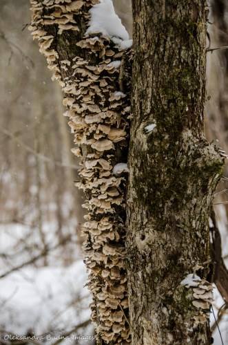 tree with fungus