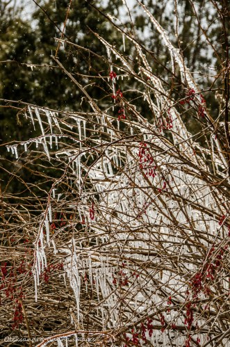 icicles on a tree