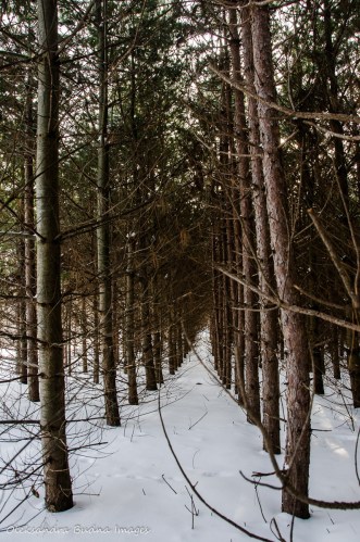 pies at Crawford Lake Conservation Area