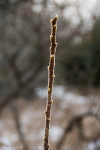 buds on red sumac branch