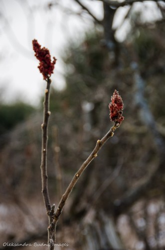 red sumac