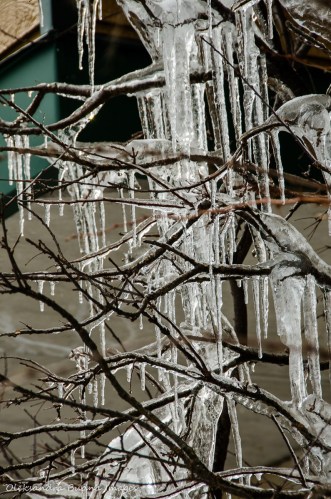 icicles on a tree