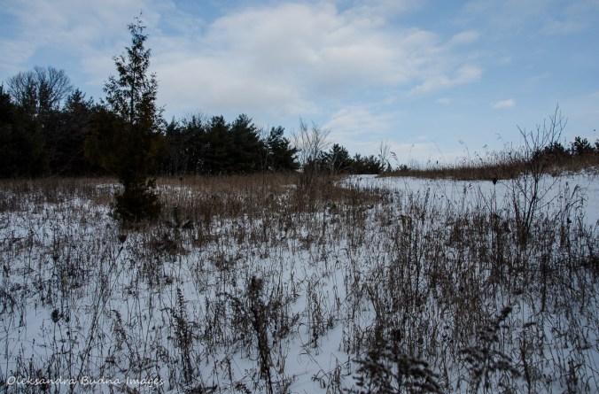 Crawford Lake Conservation Area in the winter