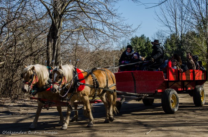 wagon rides at Kortright Centre for Conservation