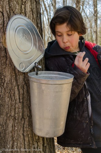 maple syrup festival at Kortright Centre for Conservation