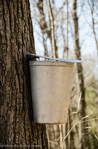 maple syrup festival at Kortright Centre for Conservation