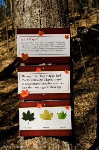 maple syrup facts at Kortright Centre for Conservation