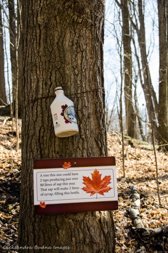 maple syrup facts at Kortright Centre for Conservation