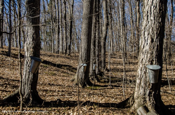 maple syrup festival at Kortright Centre for Conservation