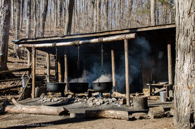 maple syrup festival at Kortright Centre for Conservation