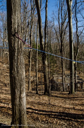 maple syrup festival at Kortright Centre for Conservation