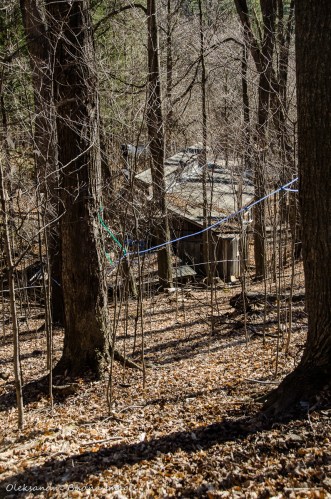 maple syrup festival at Kortright Centre for Conservation