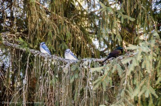 blue jays in Algonquin