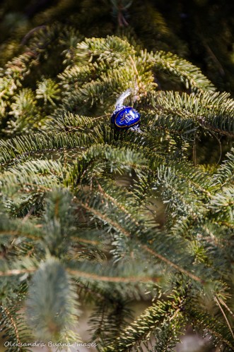 chocolate on a tree branch