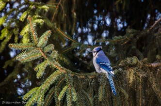 blue jays in Algonquin