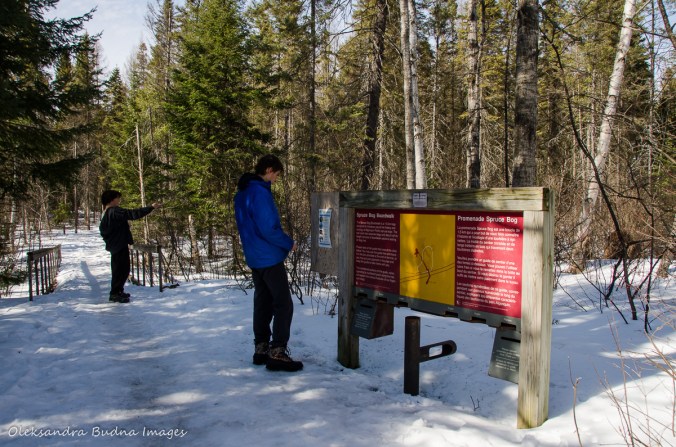 map of Spruce Boardwalk in Algonquin 
