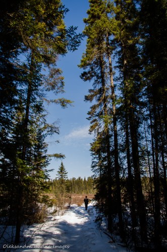 hiking Spruce Boardwalk in Algonquin in the winter
