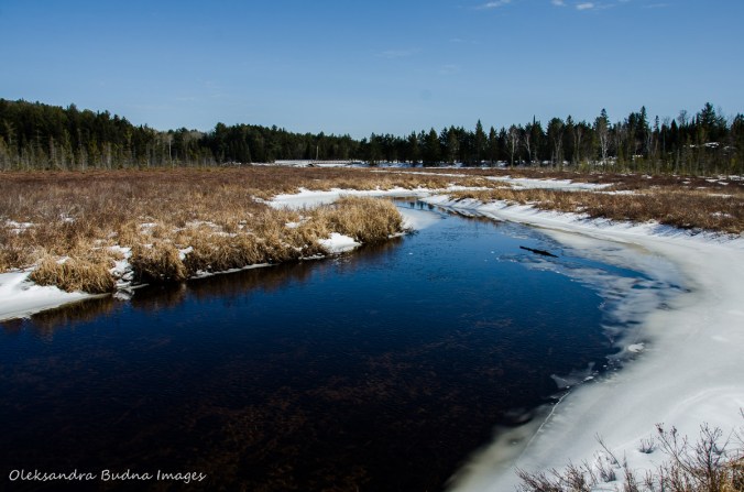 hiking Spruce Boardwalk in Algonquin in the winter