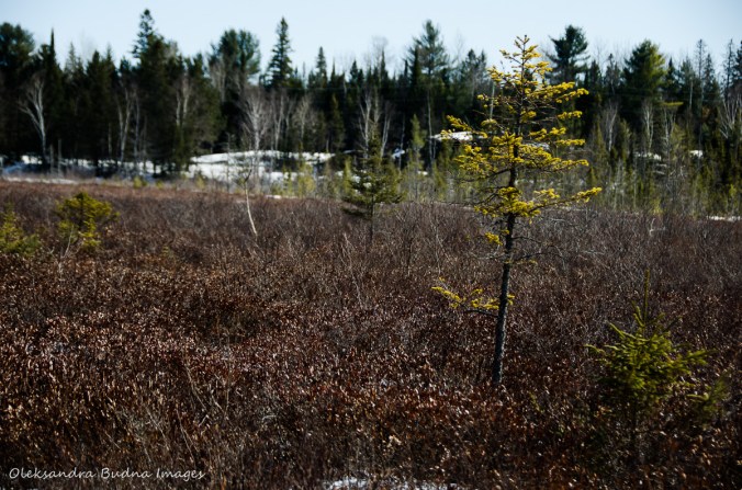 Spruce bog in Algonquin in the winter