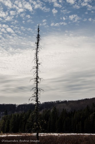 Spruce bog in Algonquin in the winter