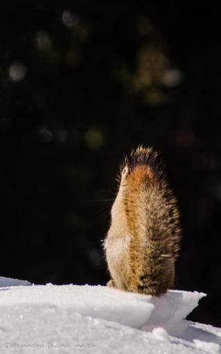squirrel in Algonquin