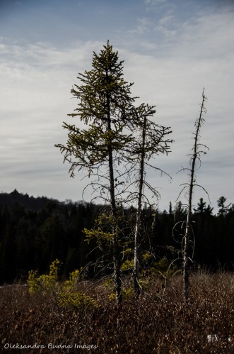 Spruce bog in Algonquin in the winter