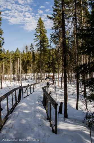 hiking Spruce Boardwalk in Algonquin in the winter