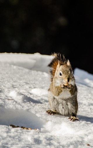 squirrel in Algonquin