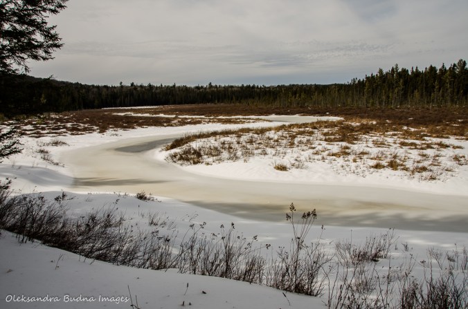 Spruce bog in Algonquin in the winter