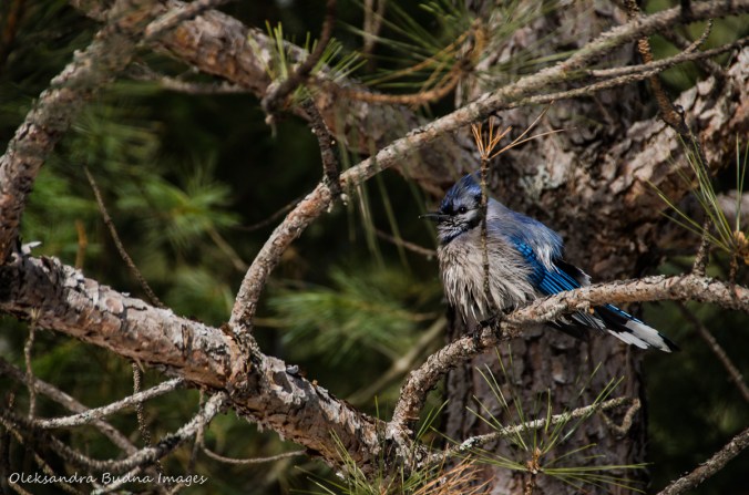 wet blue jay in a tree