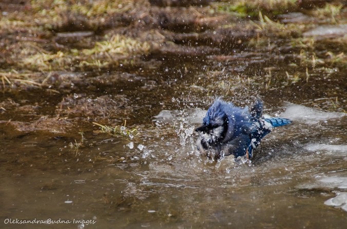 blue jay taking a bath