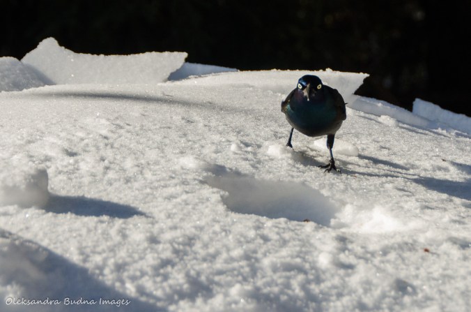 blackbird in Algonquin