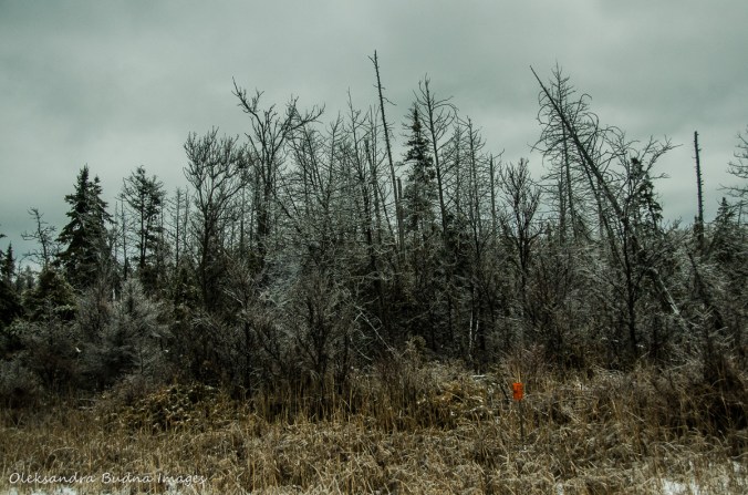 AlgonquinMarch2016-2