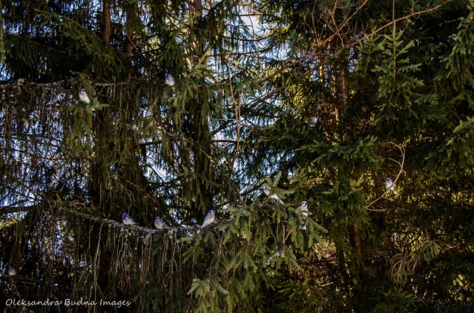 blue jays in Algonquin
