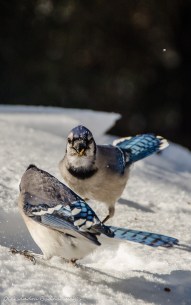 blue jays in Algonquin