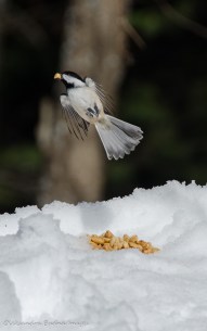 chickadee in Algonquin