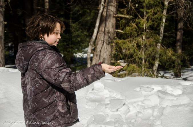 feeding chickadees in Algonquin