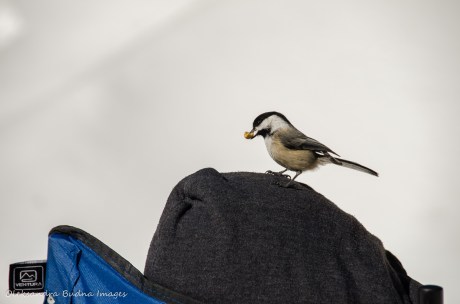 chickadees sitting on a head