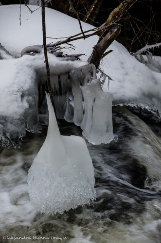 ice on tree branches near the river