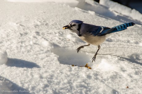 blue jays in Algonquin