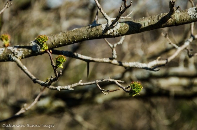 branches in the spring