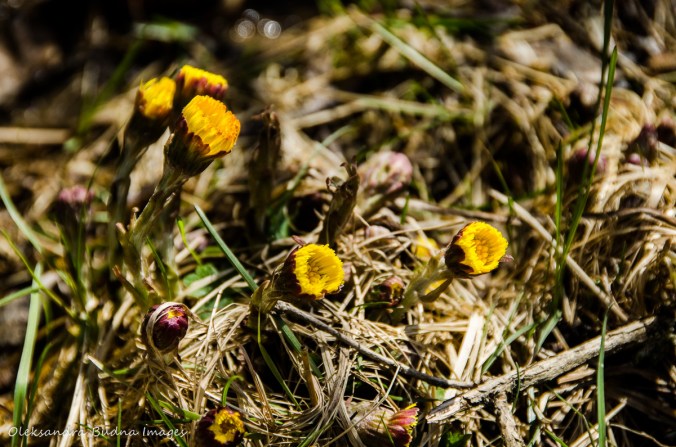 yellow spring flowers coltsfoot