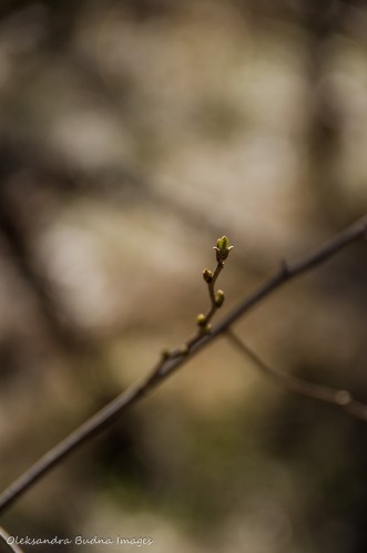 first buds