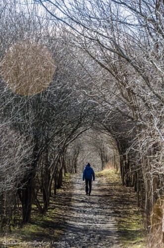 hiking at Dundas Valley Conservation Area