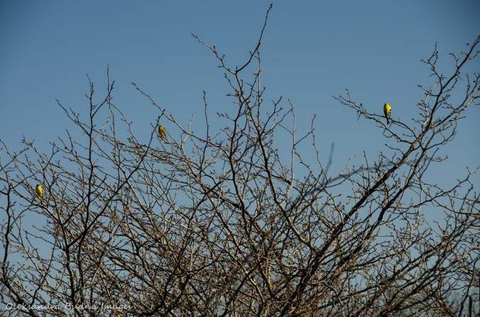 goldfinches in a tree