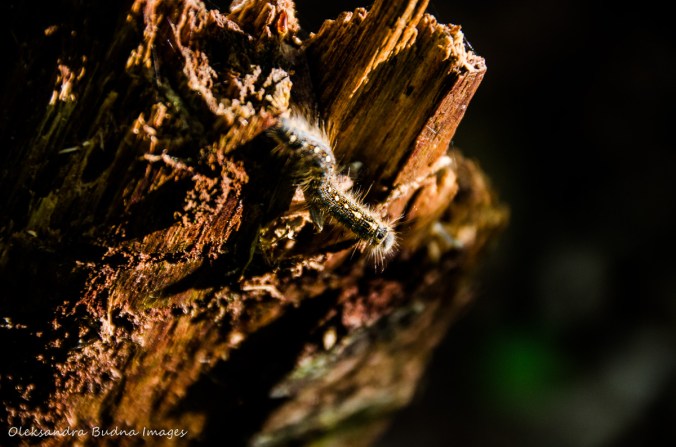 catrpillar on a tree stump